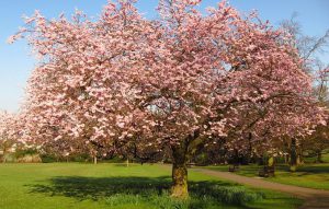 A cherry tree in full bloom