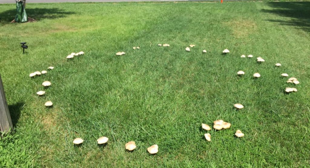 Why is my yard growing mushrooms?