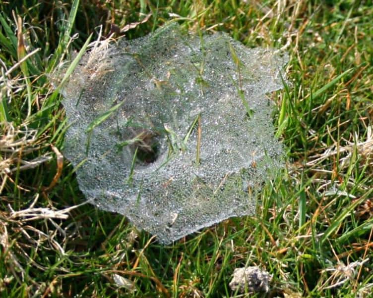 Spider webs and dollar spot fungus