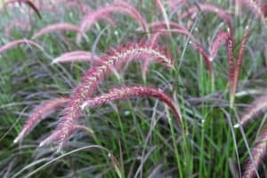Closeup view of purple fountain grass plumes