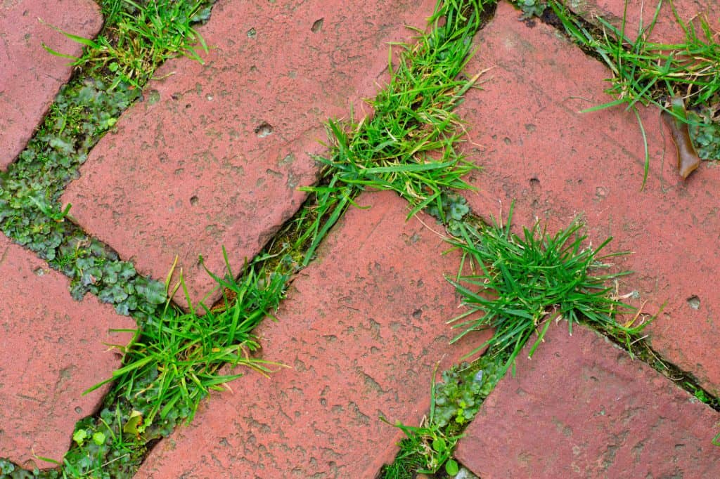 Some grass and weeds coming through brick pavers