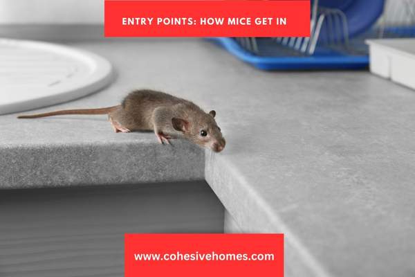 Entry Points How Mice Get In