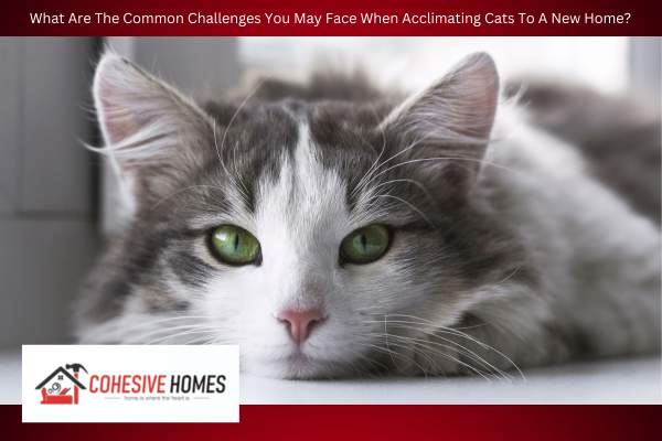 What Are The Common Challenges You May Face When Acclimating Cats To A New Home