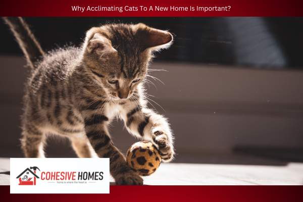 Why Acclimating Cats To A New Home Is Important